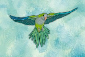Conure veuve volante avec plumes duveteuses