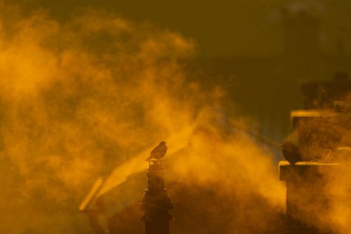 Morning company on the Chimney