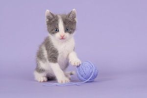 Grijs wit kitten in het paars