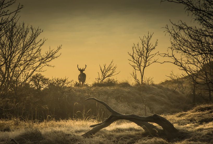 Het hert. by Bas Holtrop