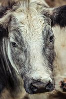 Curious Grey And White Shaggy Cow