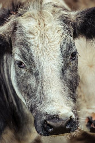 Curious Grey And White Shaggy Cow