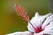 Hibiscus van Ineke Klaassen