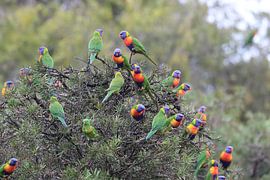 Regenbooglori, in de natuurlijke habitat, Queensland, Australië