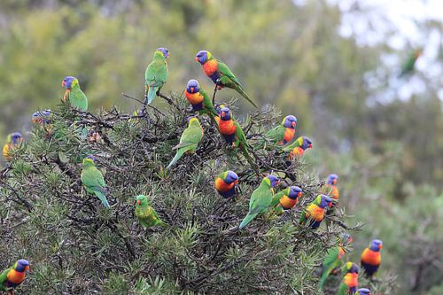 Regenbooglori, in de natuurlijke habitat, Queensland, Australië