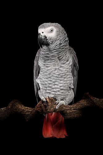 Grijze roodstaart van Elles Rijsdijk