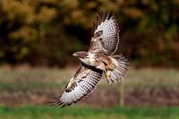 Buzzard