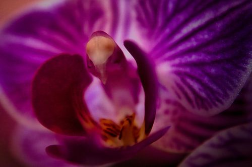 Dromerige Sereniteit: De Orchidee in Close-up