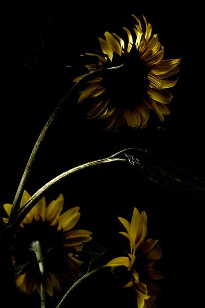 Impression estivale par D. Henriquez