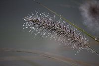 Tautropfen auf dem Gras
