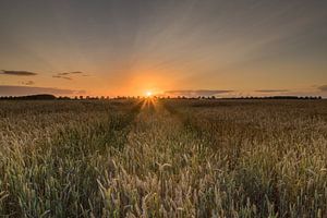  Sonnenuntergang Getreidefeld
