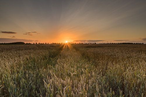 Zonsondergang graanveld