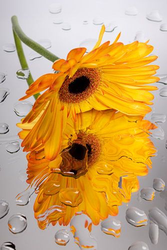 Een geel - oranje Gerbera  op waterig spiegelend oppervlak