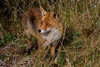 vos in de Amsterdamse waterleidingduinen