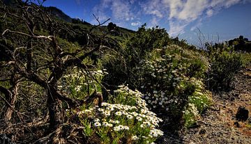 wondermooie wildgroei opTenerife met  blauwe lucht en bloemen by Willy Van de Wiele