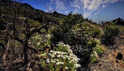 wondermooie wildgroei opTenerife met  blauwe lucht en bloemen