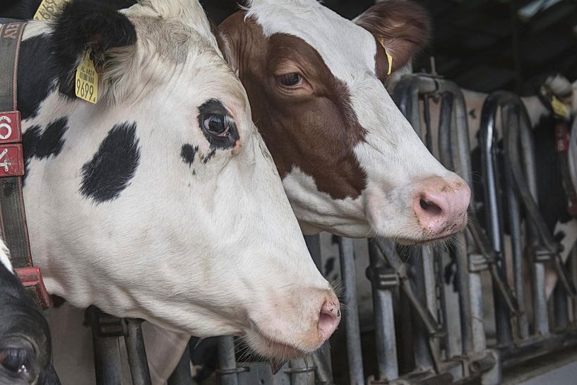 Koeien onderonsje van Yvonne van Driel