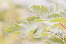 Leaf in the rain by Kirtah Designs