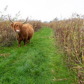 Schotse Hooglander Tiengemeten van Anjo Kan