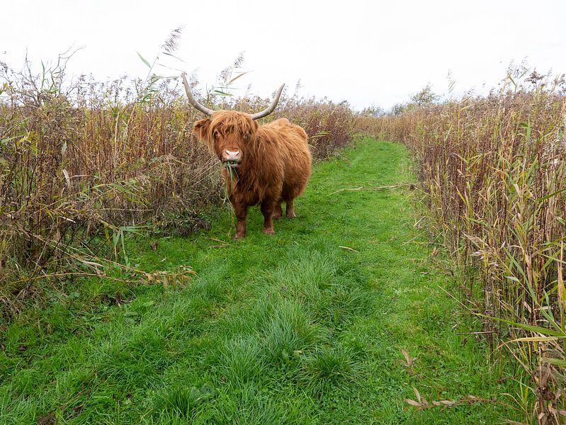 Highlander écossais Tiengemeten par Anjo Kan
