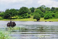Bathing elephant