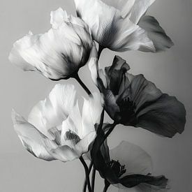 Noir Bloom sur Cats & Dotz