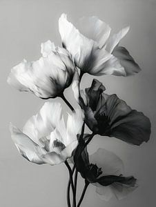Noir Blüte