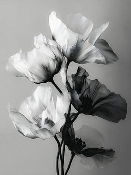 Noir bloei