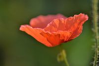 coquelicot, mais différent...