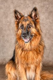 Deutscher Schäferhund von Tony Wuite