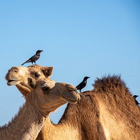 Dromadaires, Dhofar, Oman sur Jan Fritz