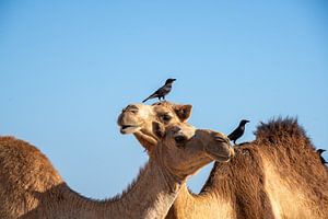 Dromadaires, Dhofar, Oman