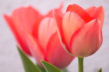 Hollandse Tulpen van Chantalla Photography
