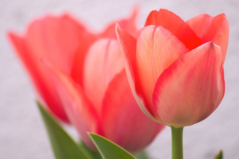 Hollandse Tulpen van Chantalla Photography