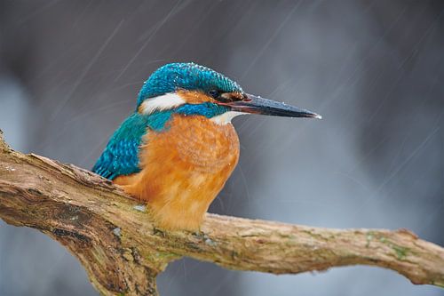 IJsvogel trotseert sneeuwstorm