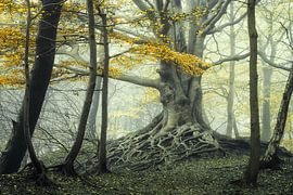 Handmade heaven by Martin Podt
