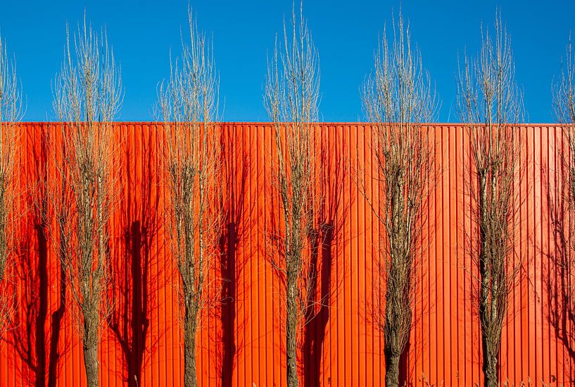peupliers et ombres en automne par Jan Fritz