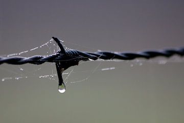 Barbed wire on a foggy morning van Marco de Groot