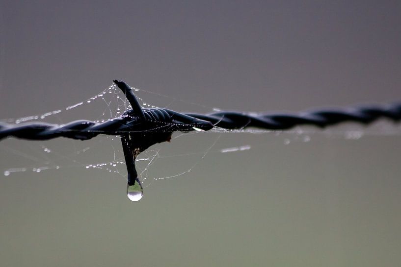 Barbed wire on a foggy morning par Marco de Groot