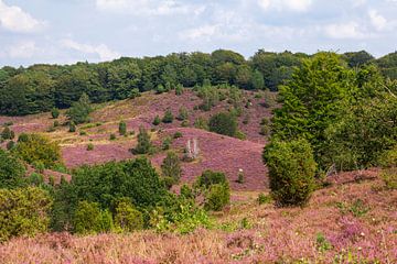 Heidelandschap met heidebloesem, Totengrund, Wilsede, Natuurpark Lüneburger Heide, Nedersaksen, Duit