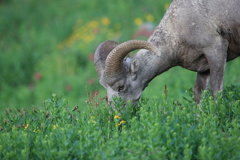 Bighorn Sheep Glacier National Park Montana USA by Frank Fichtmüller