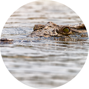 Krokodil in Zambezi van Angelika Stern