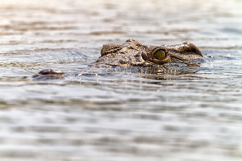 Un crocodile au Zambèze par Angelika Stern