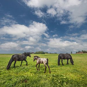 Pferde im Außendeichsbereich können Friesland- Noorderleeg.