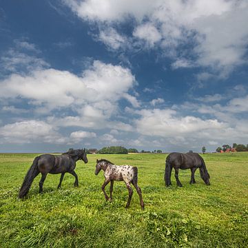 Paarden in het buitendijkse gebied can Friesland- Noorderleeg.