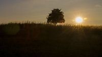 Nature 021