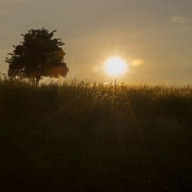 Nature 021 von RiBi Photography