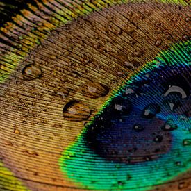 Peacock feather, macro in colour. by SO fotografie