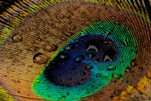 Pfauenfeder, Makro in Farbe. von SO fotografie