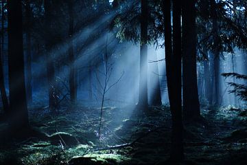 Prachtige zonneharpen in het bos.